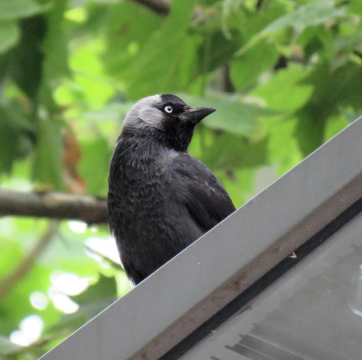 Eurasian Jackdaw - ML620709010