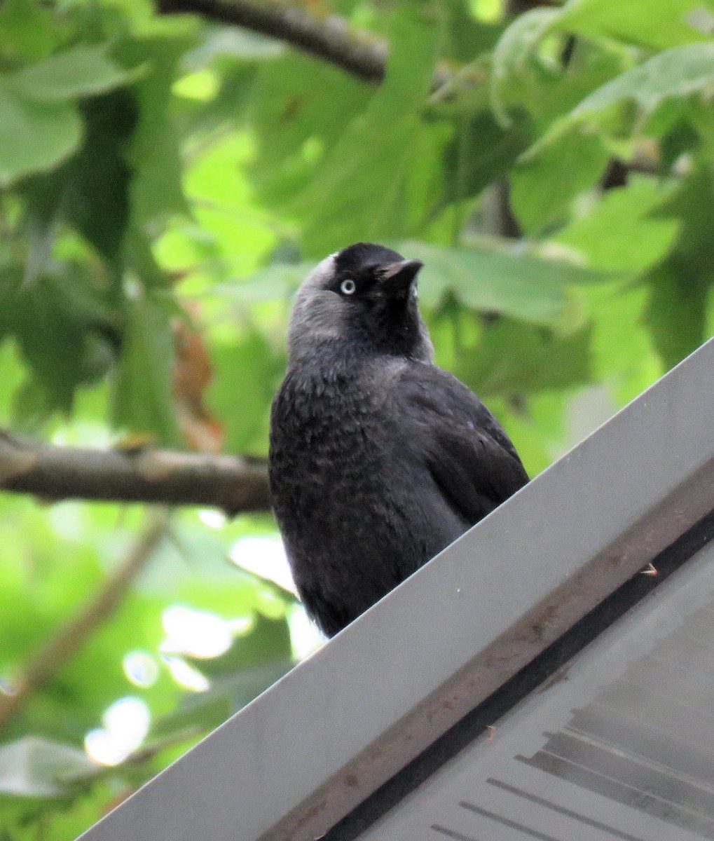 Eurasian Jackdaw - ML620709011