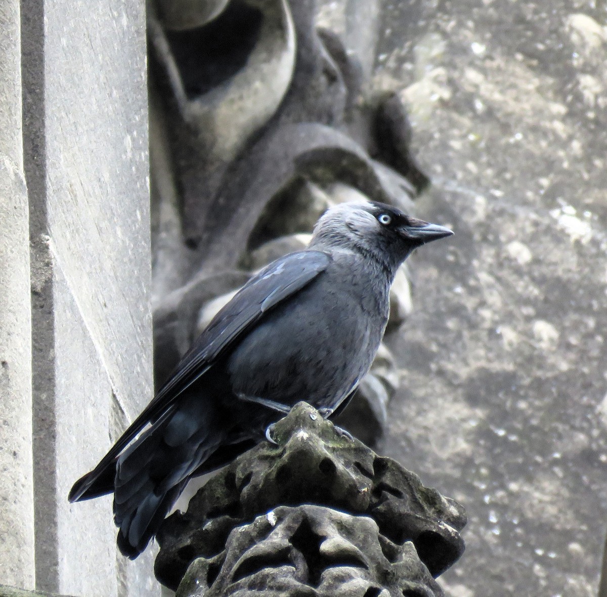 Eurasian Jackdaw - ML620709012