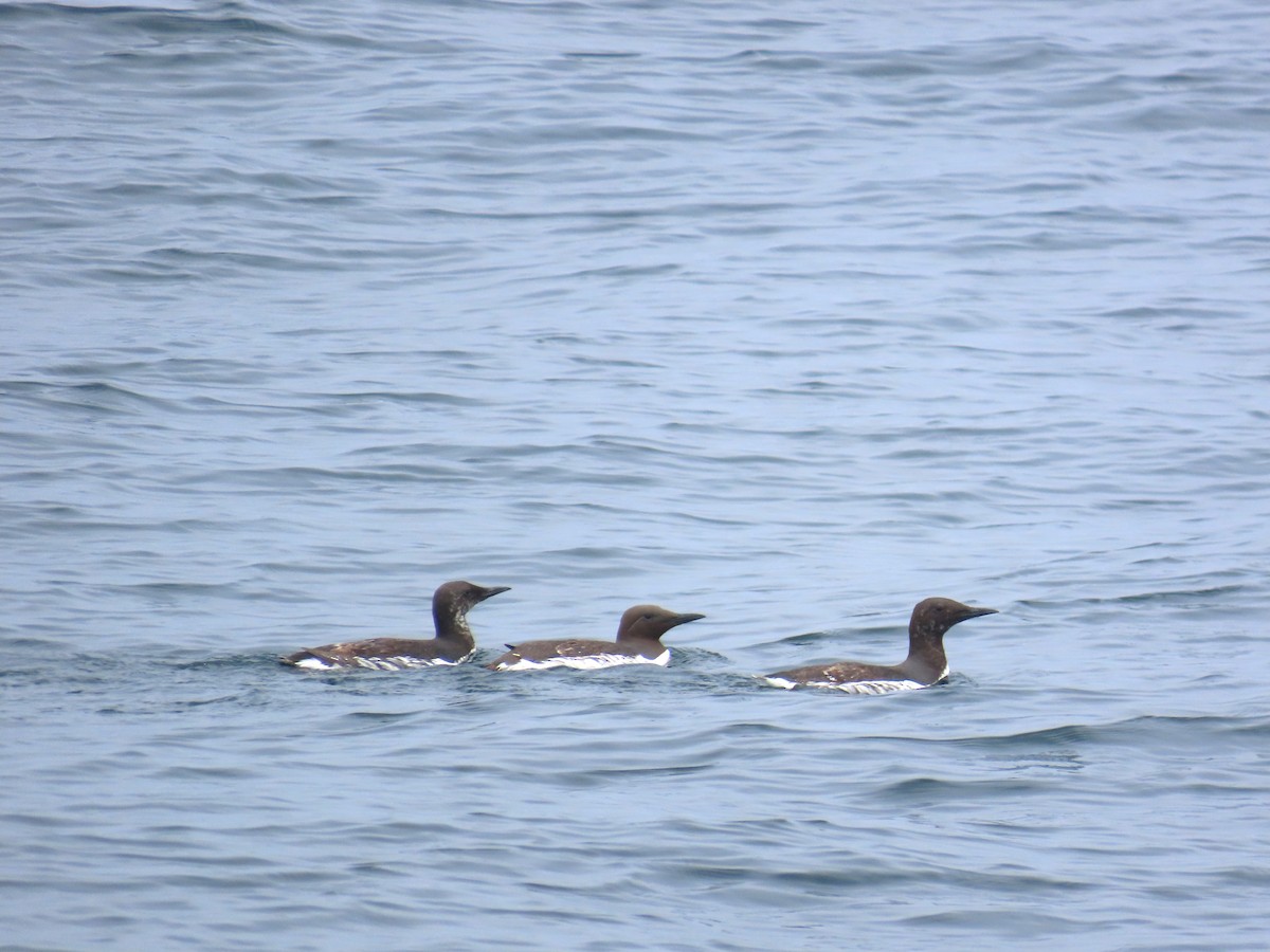 Common Murre - ML620709014