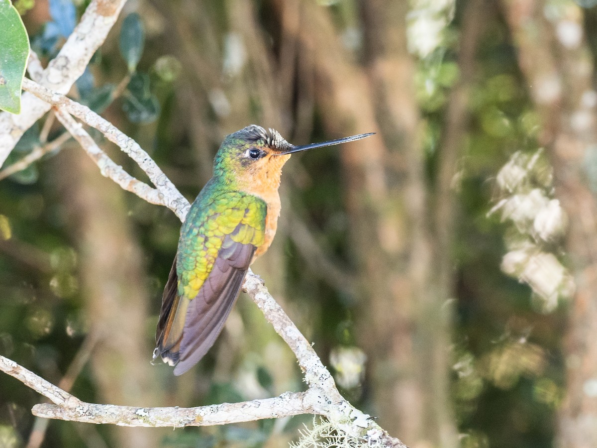 White-tailed Starfrontlet - ML620709021