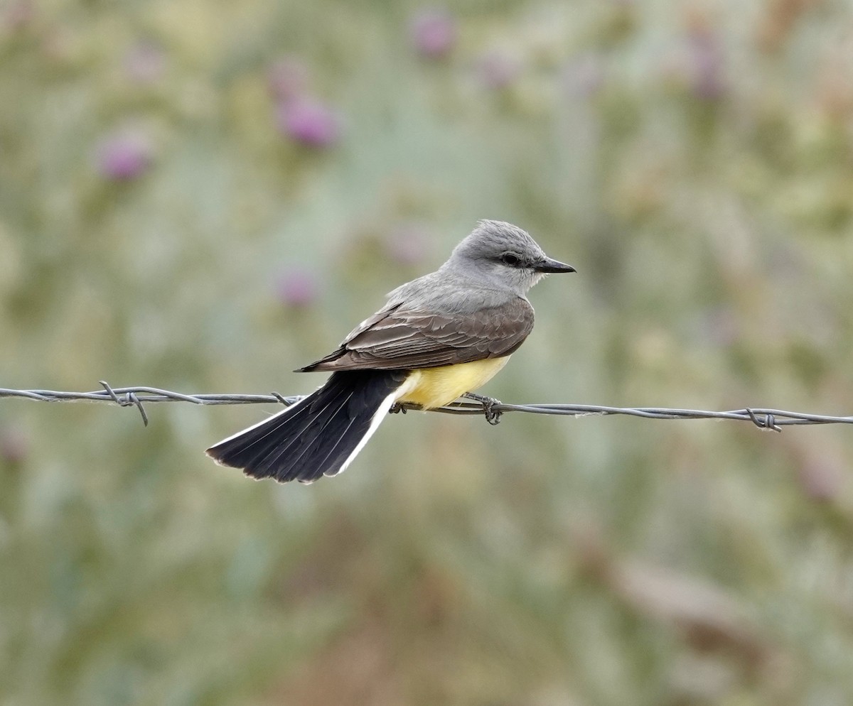 Western Kingbird - ML620709024