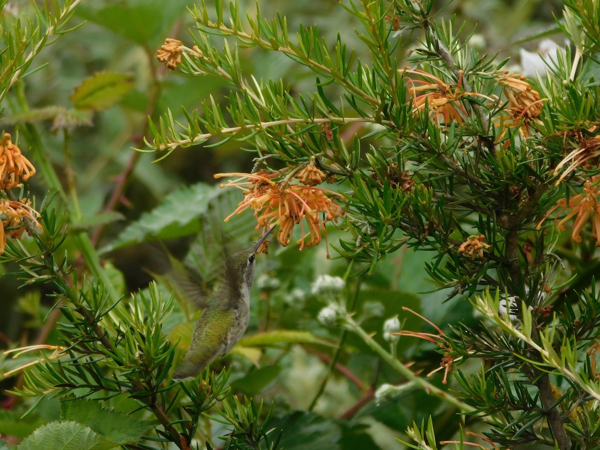 rødmaskekolibri - ML620709025