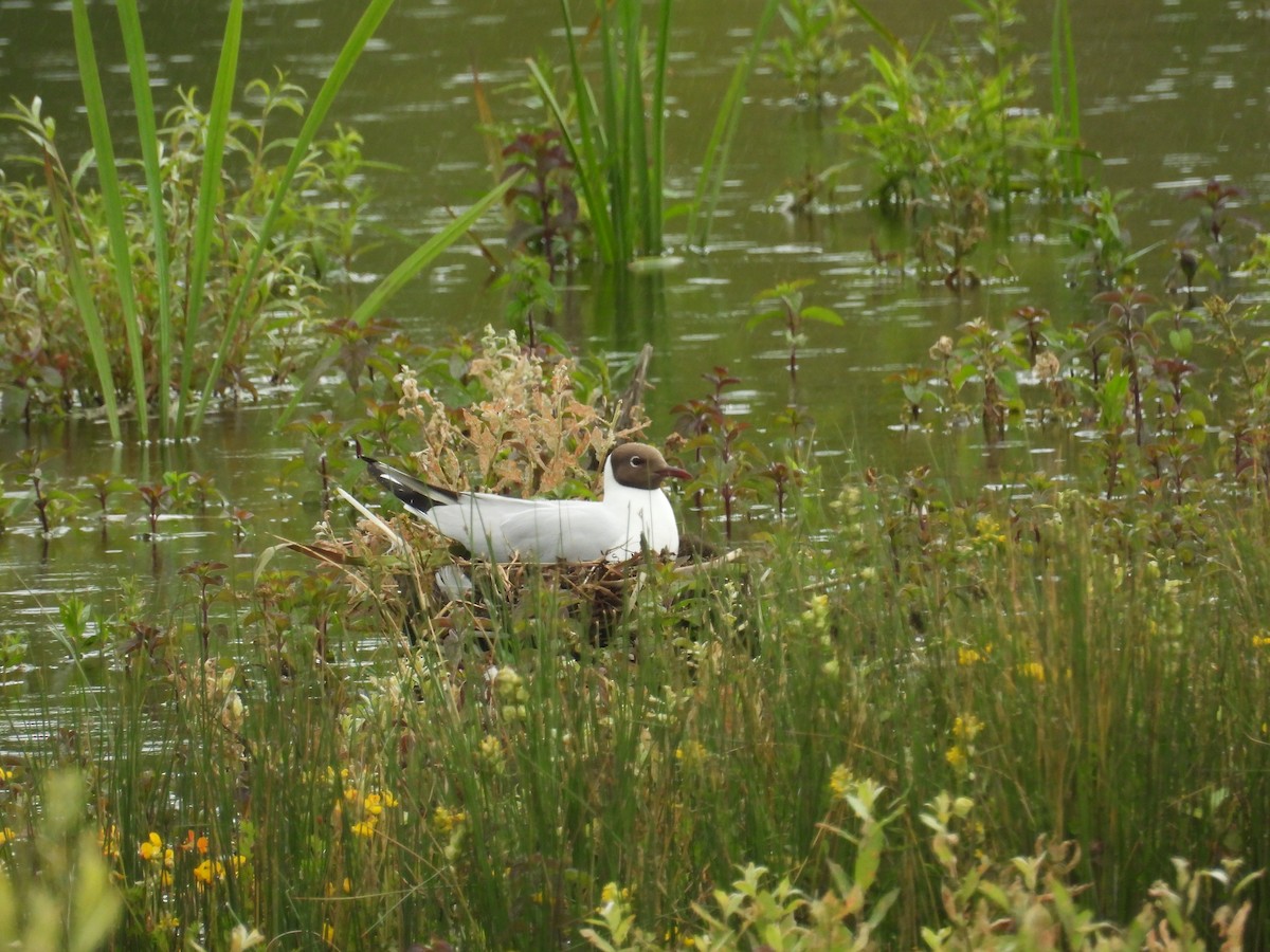 Black-headed Gull - ML620709026