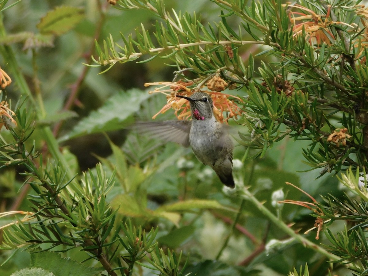 rødmaskekolibri - ML620709030