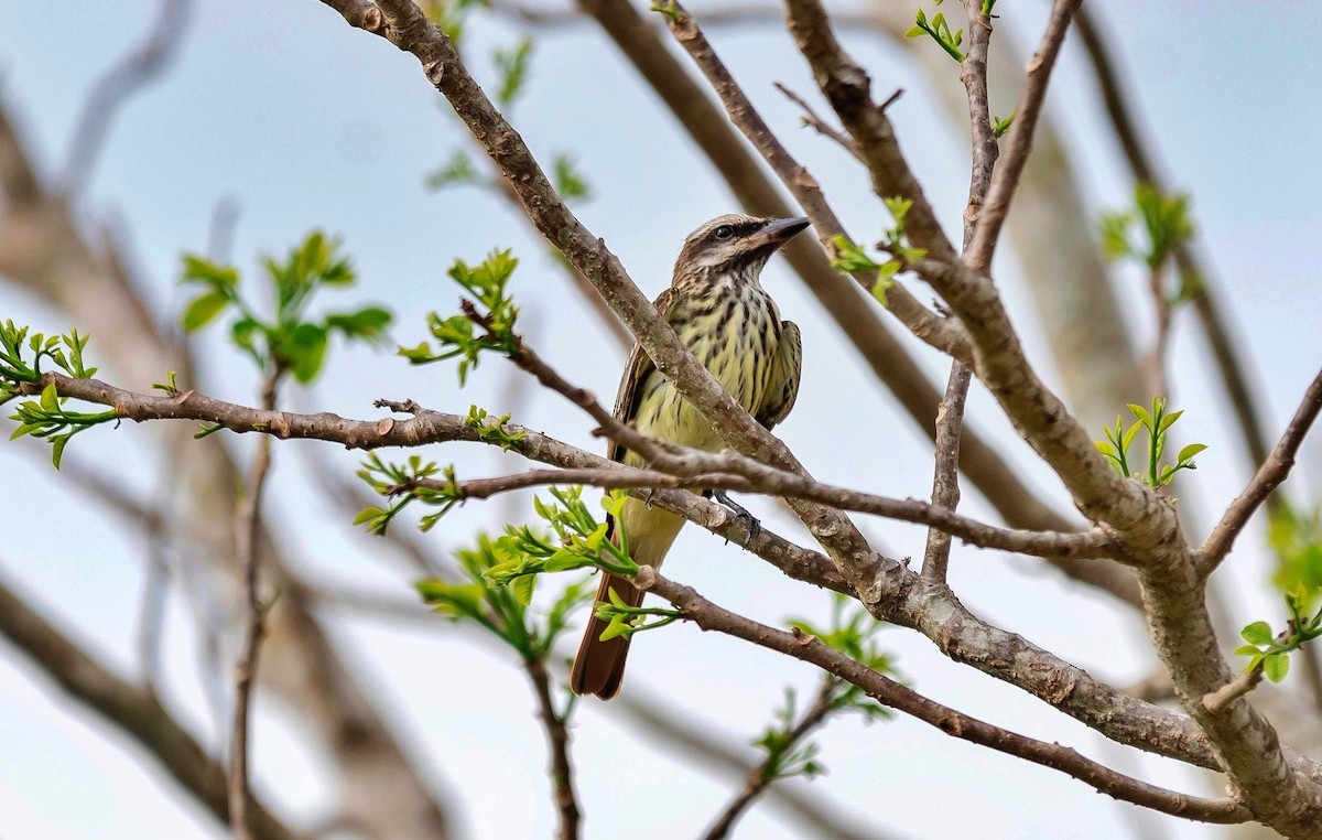 Sulphur-bellied Flycatcher - ML620709031