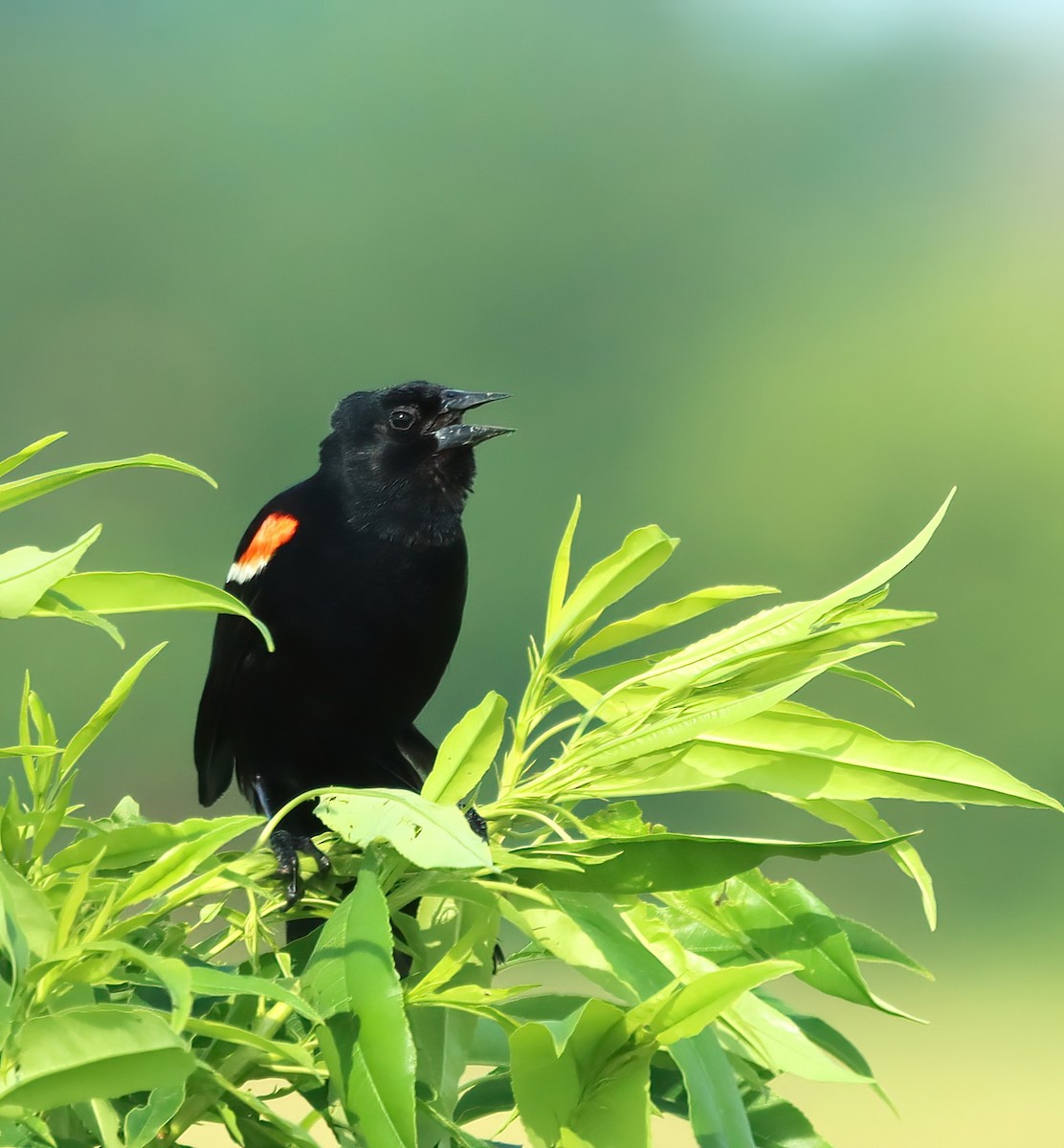 Red-winged Blackbird - ML620709032