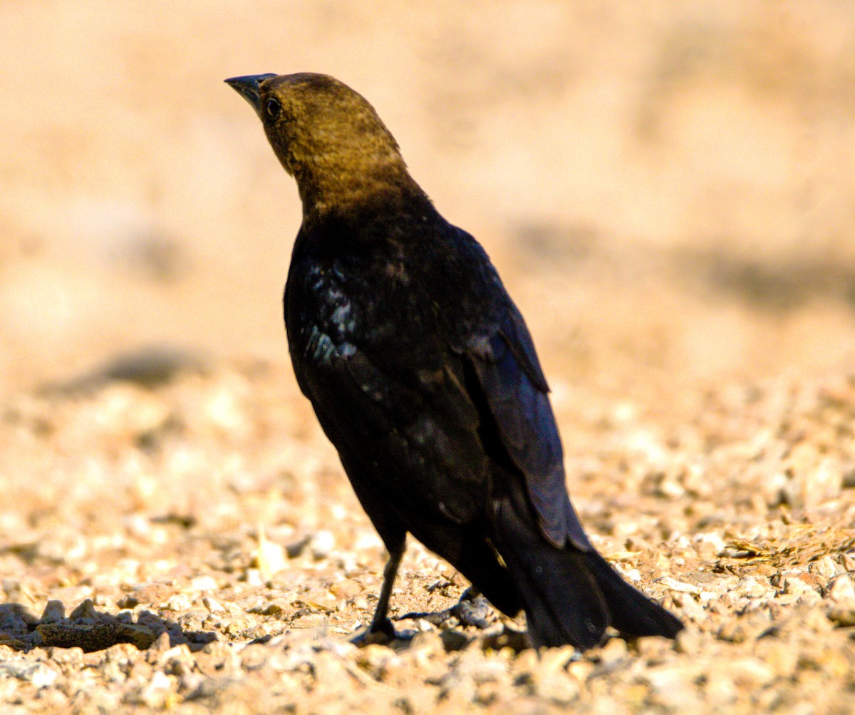 Brown-headed Cowbird - ML620709036