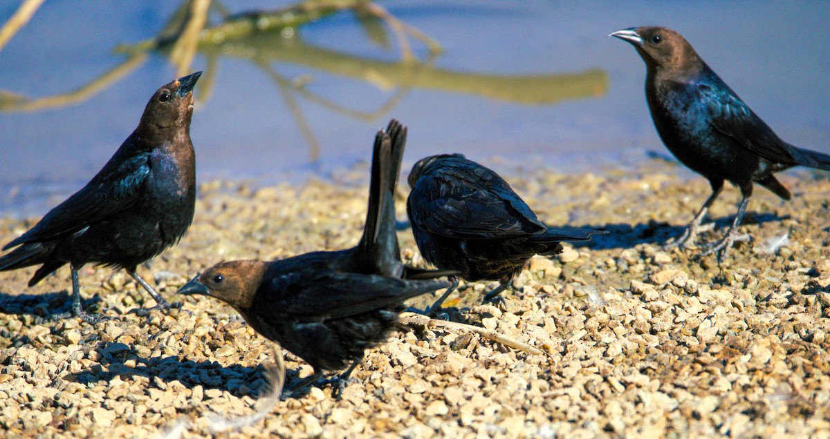 Brown-headed Cowbird - ML620709037