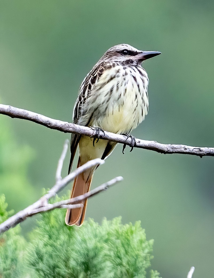 Sulphur-bellied Flycatcher - ML620709042