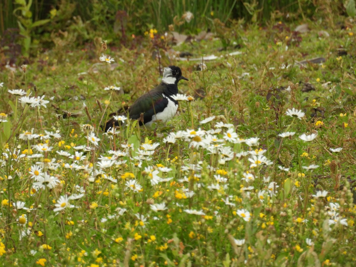 Northern Lapwing - ML620709043