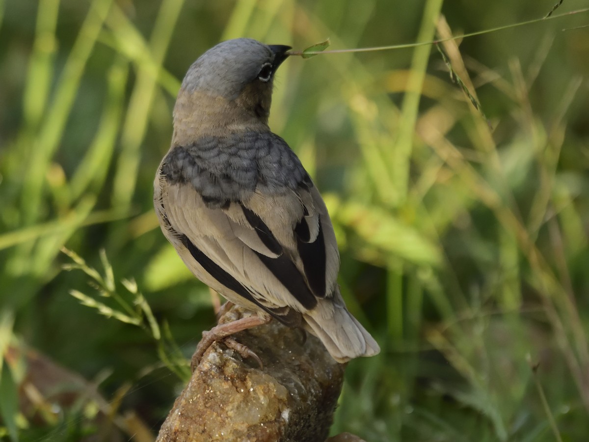 Gray-headed Social-Weaver - ML620709045