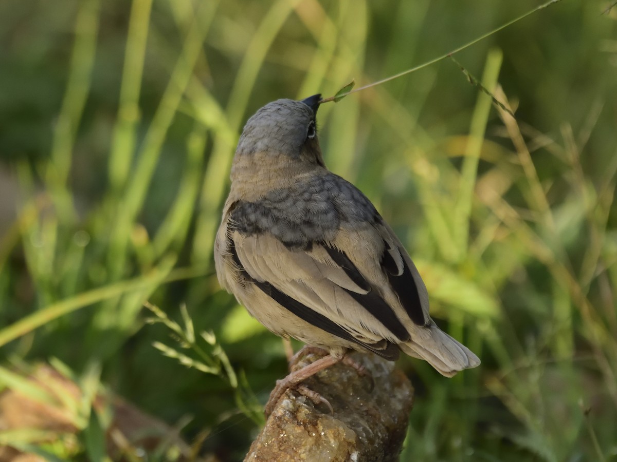 Gray-headed Social-Weaver - ML620709046