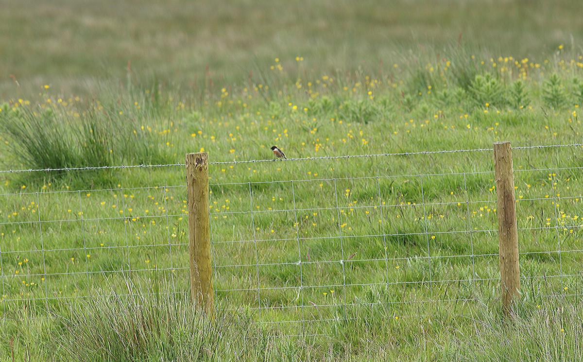 European Stonechat - ML620709047