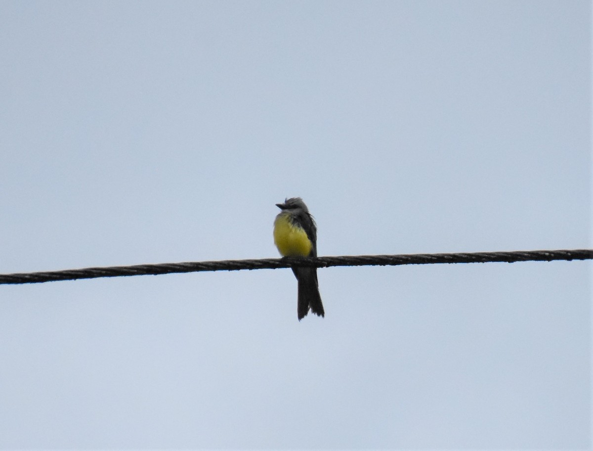 Tropical Kingbird - ML620709050