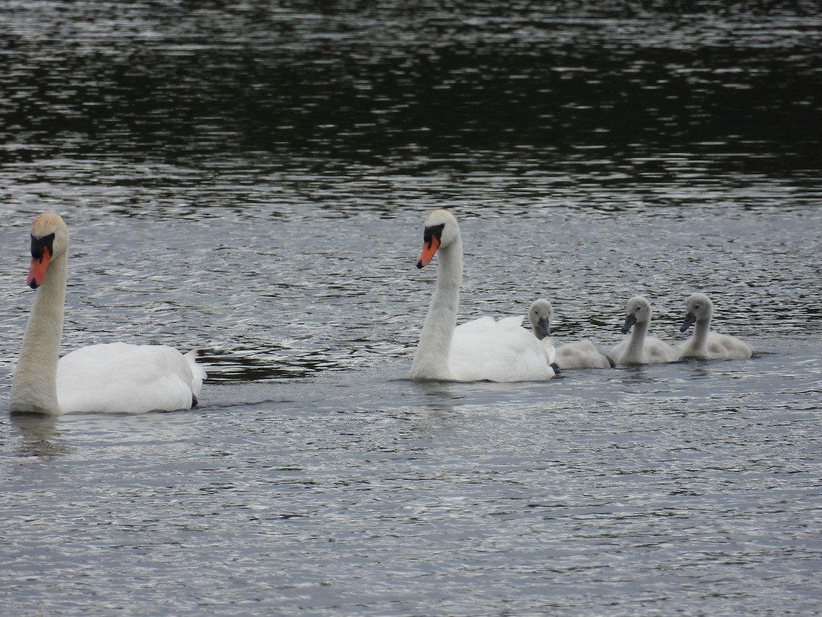 Mute Swan - ML620709051