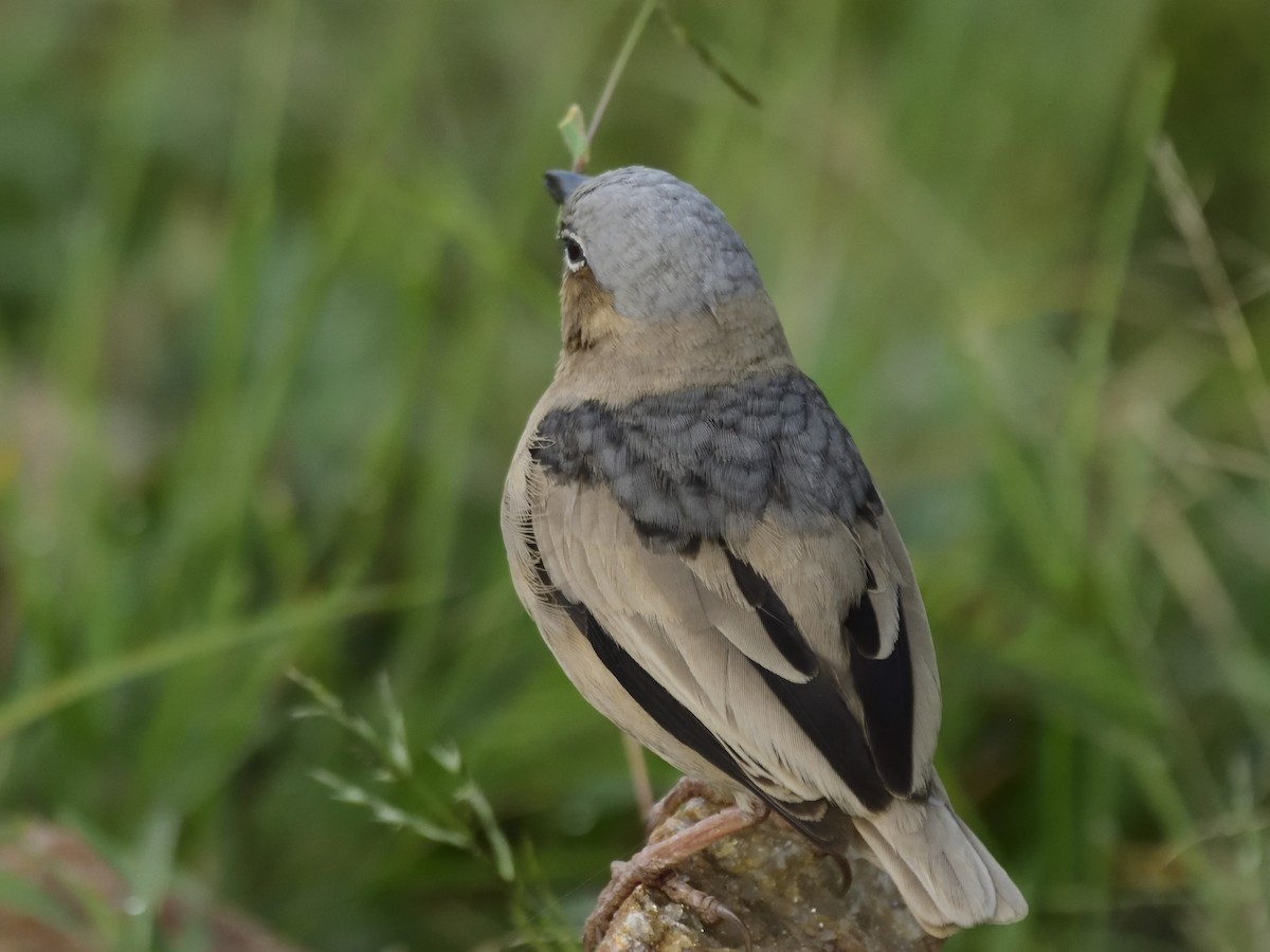 Gray-headed Social-Weaver - ML620709052