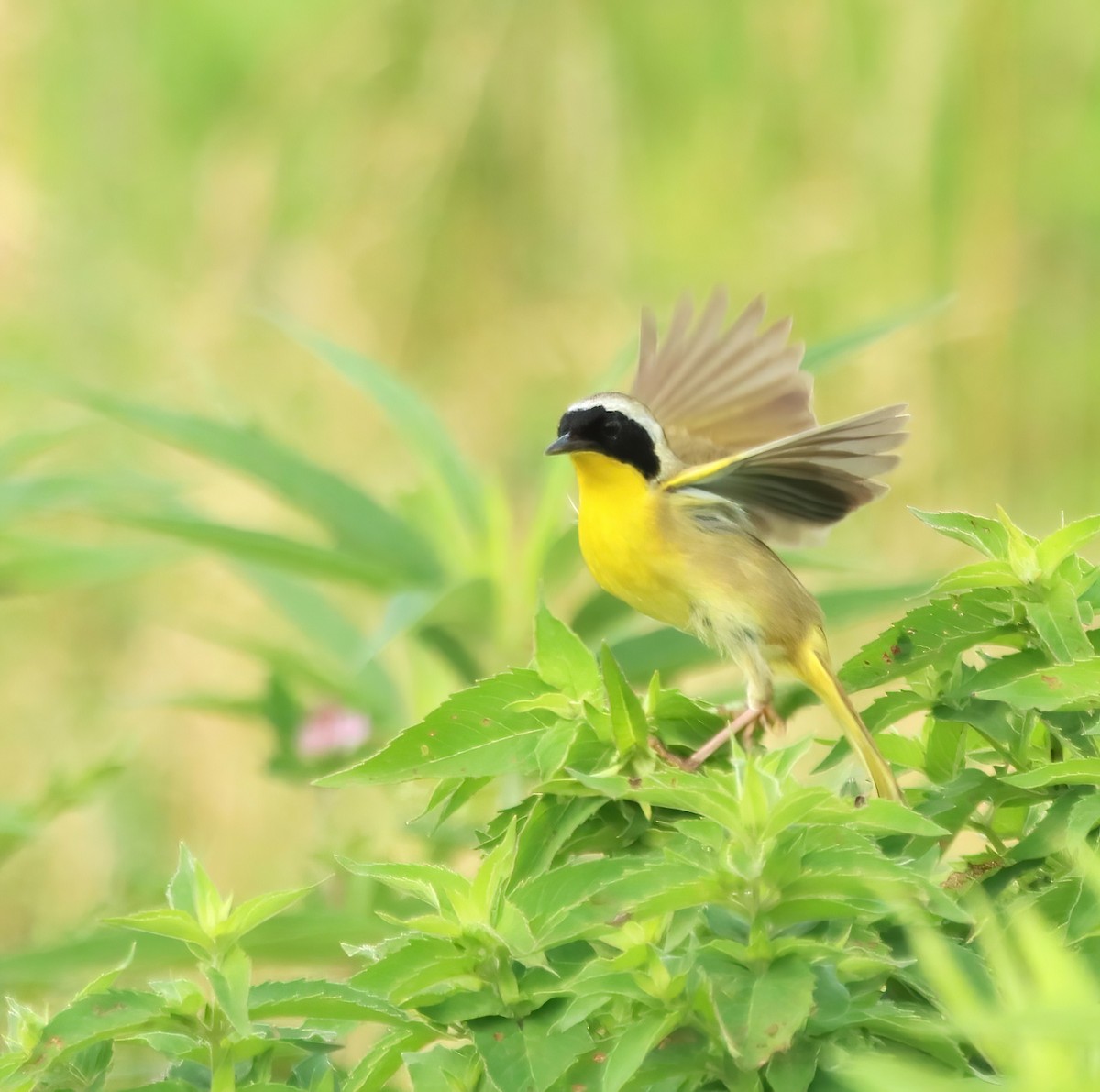 Common Yellowthroat - ML620709056