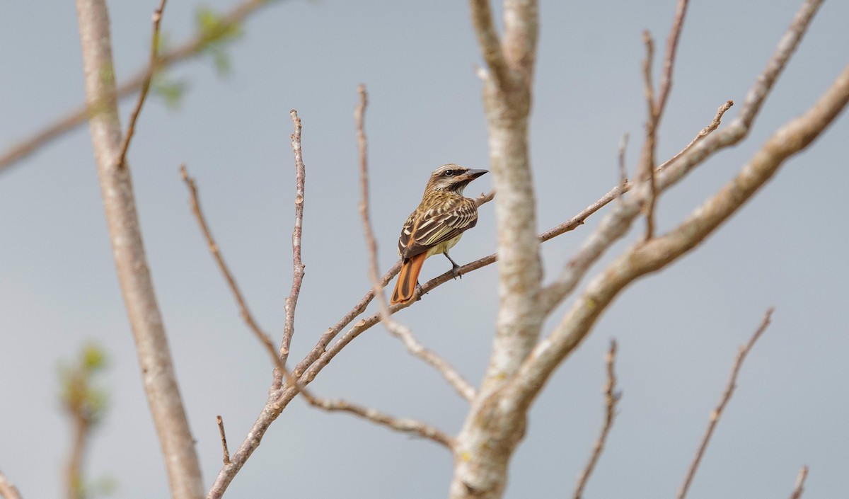 Sulphur-bellied Flycatcher - ML620709057