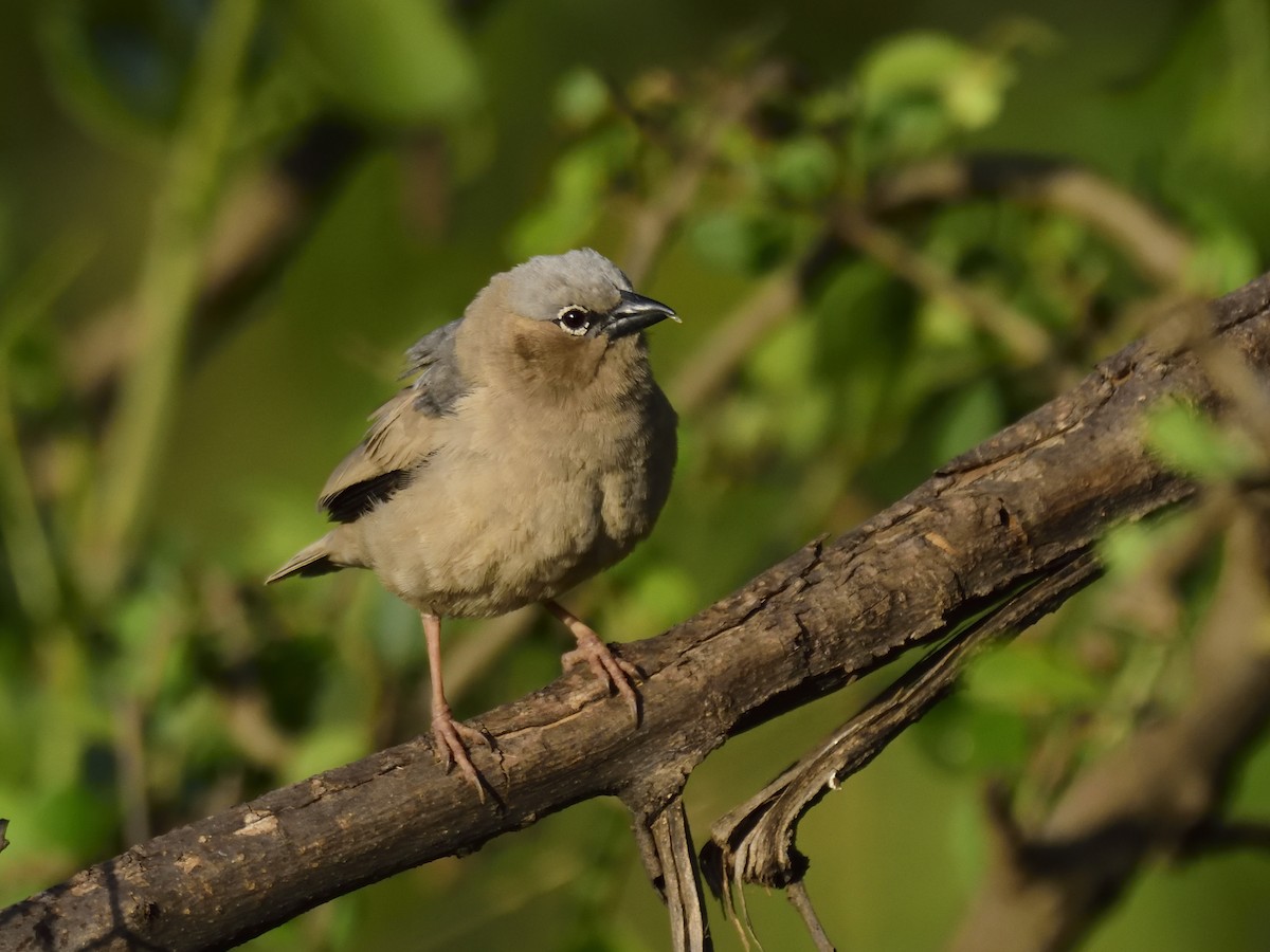 Gray-headed Social-Weaver - ML620709059