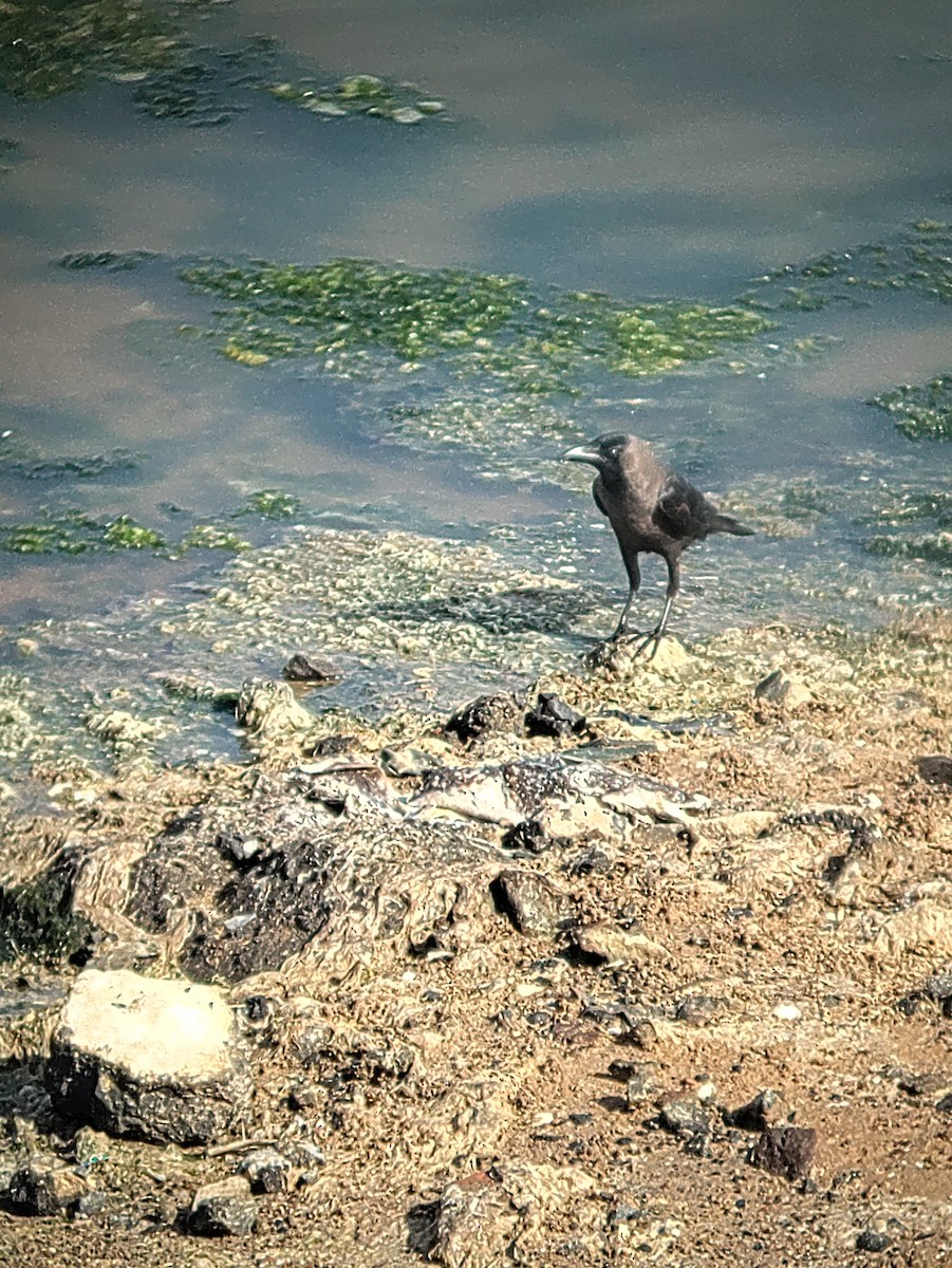 House Crow - ML620709060