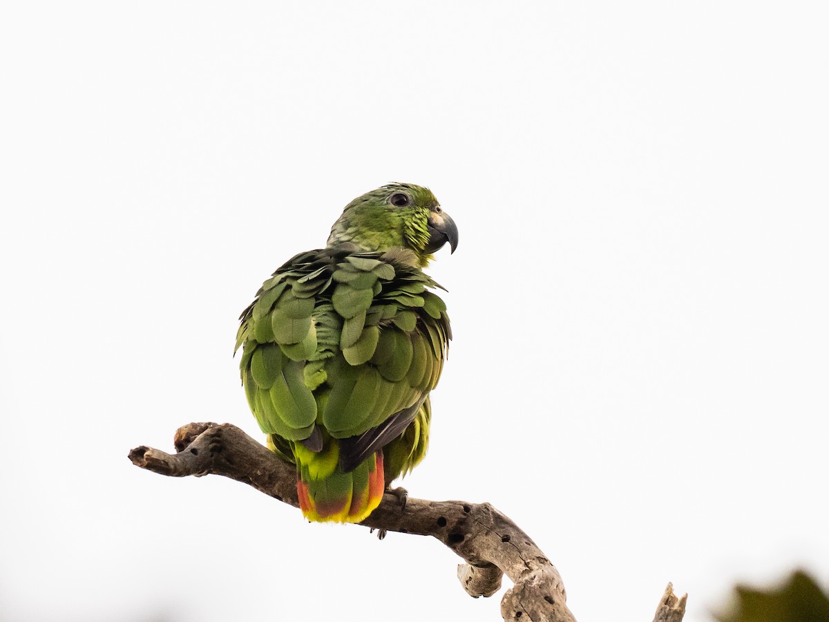 Scaly-naped Parrot - Bob Friedrichs