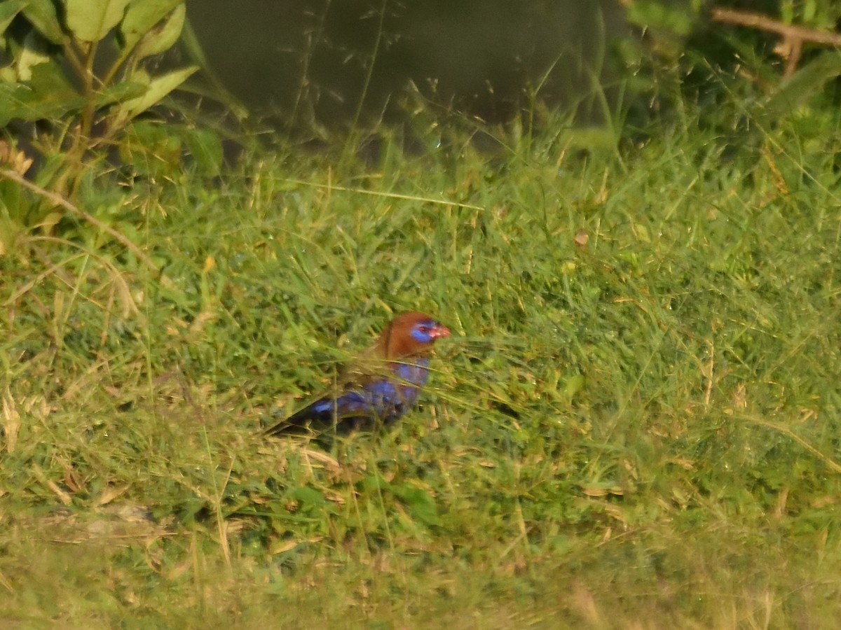 Purple Grenadier - ML620709067