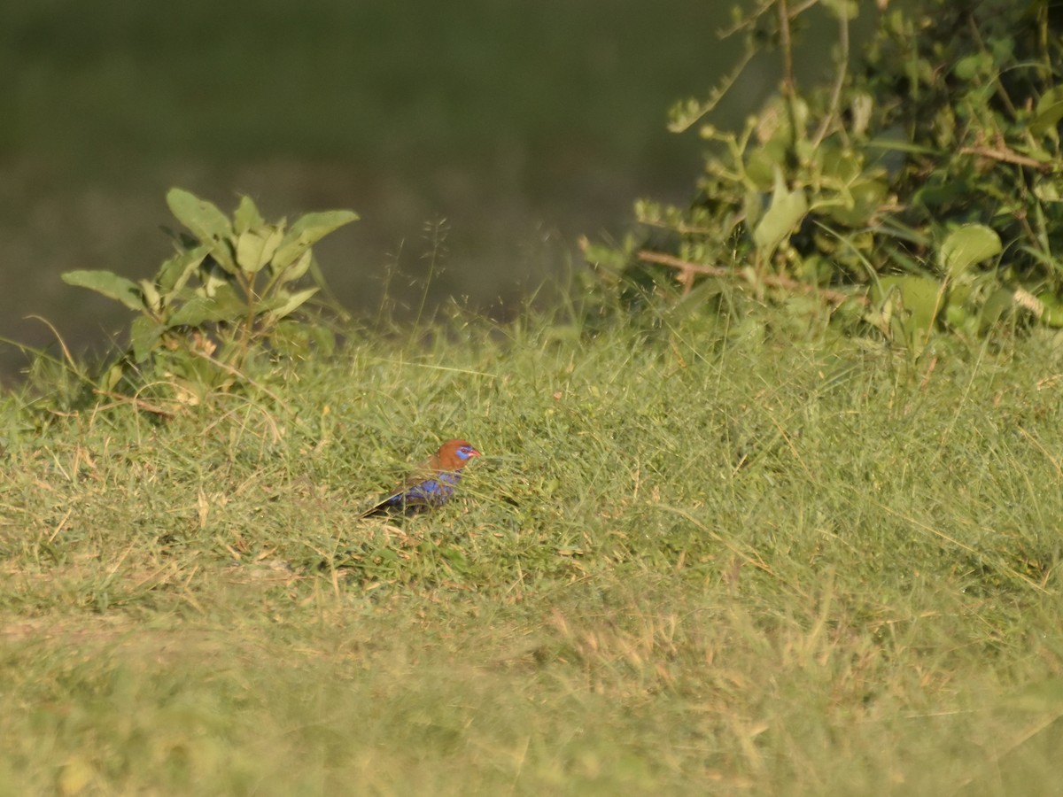 Purple Grenadier - ML620709070