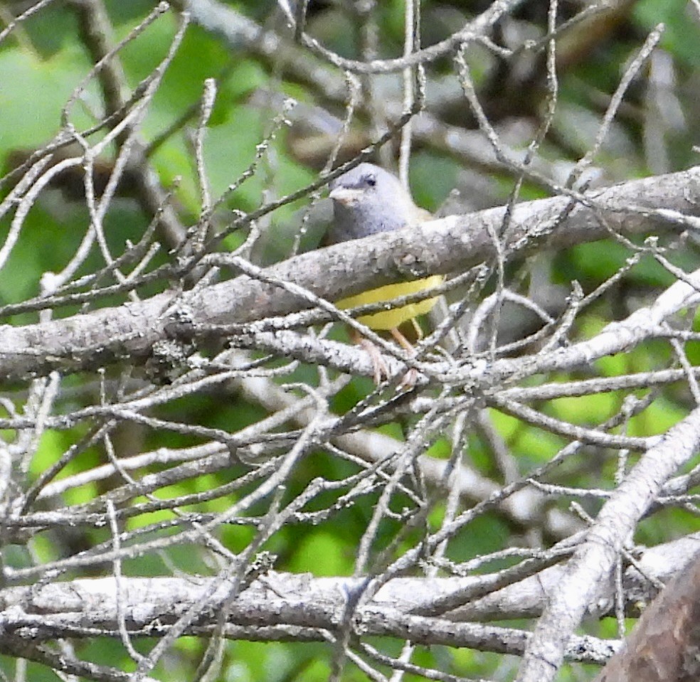 Mourning Warbler - ML620709072