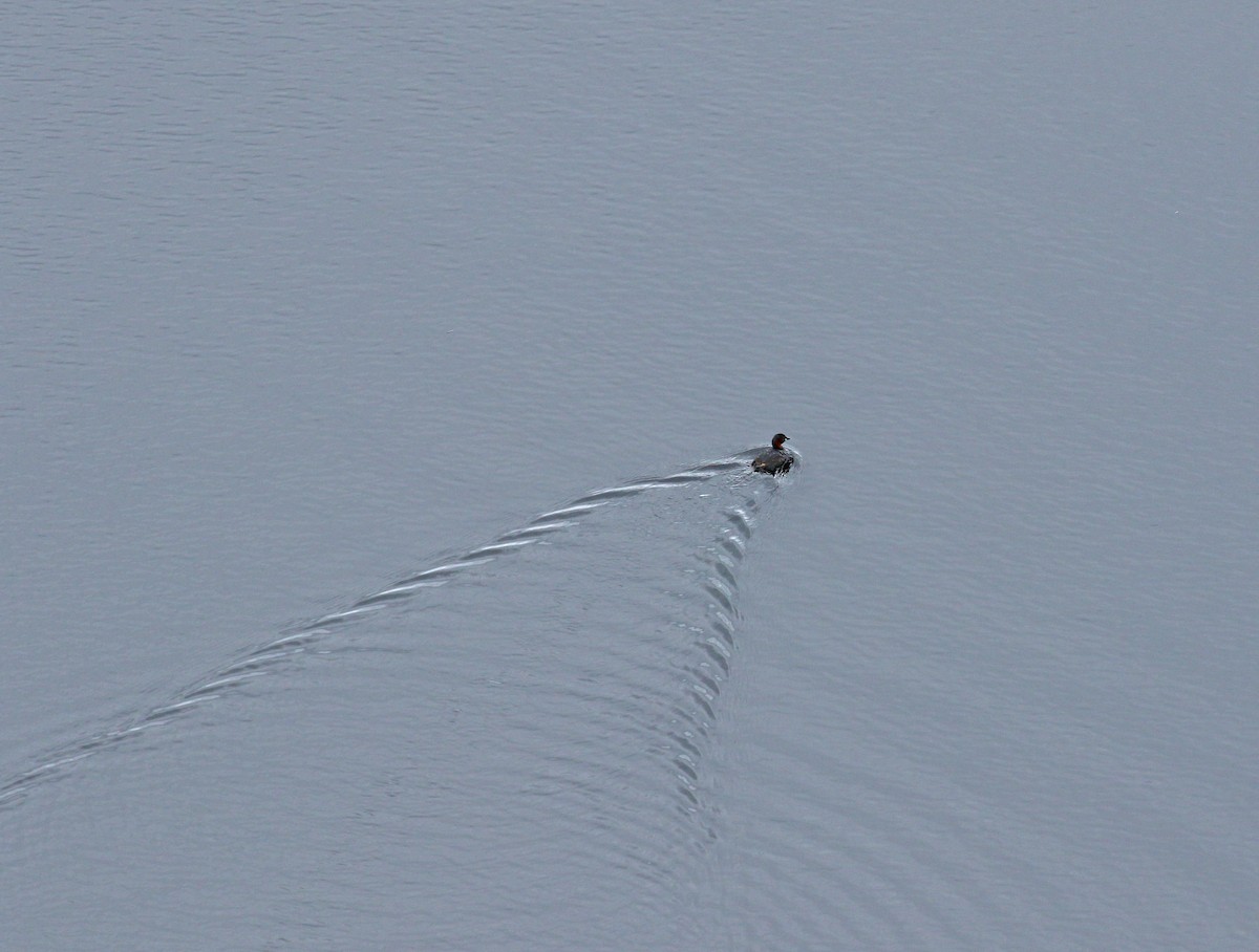 Little Grebe - ML620709073