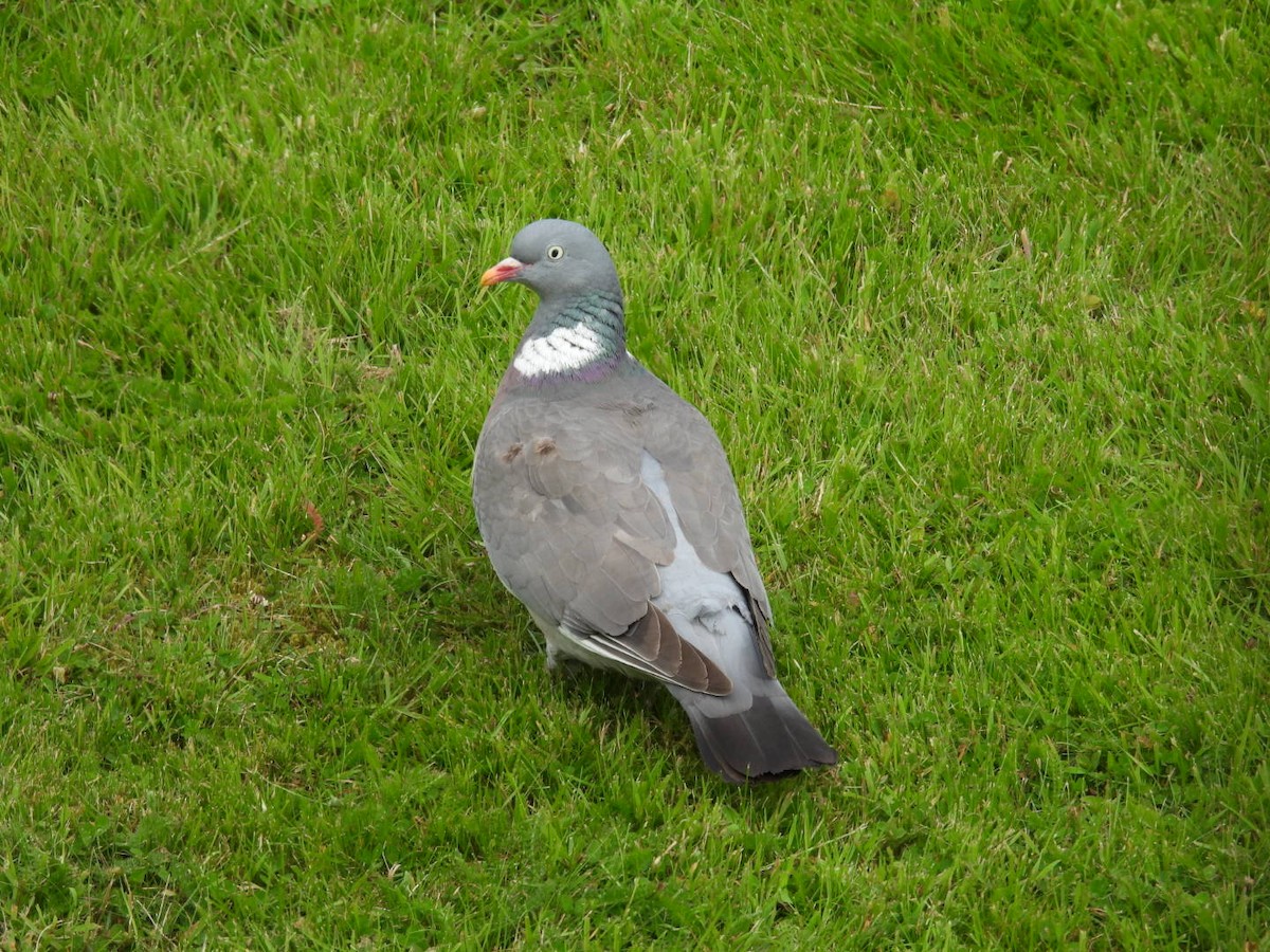 Pigeon ramier - ML620709076