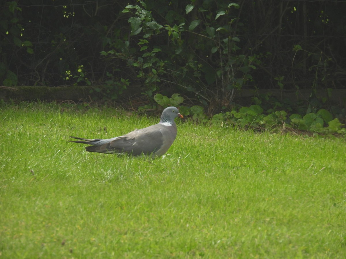 Common Wood-Pigeon - ML620709077