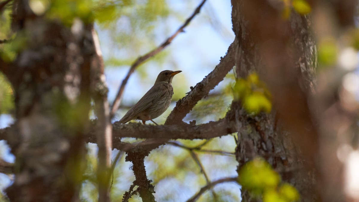 Black-throated Thrush - ML620709078