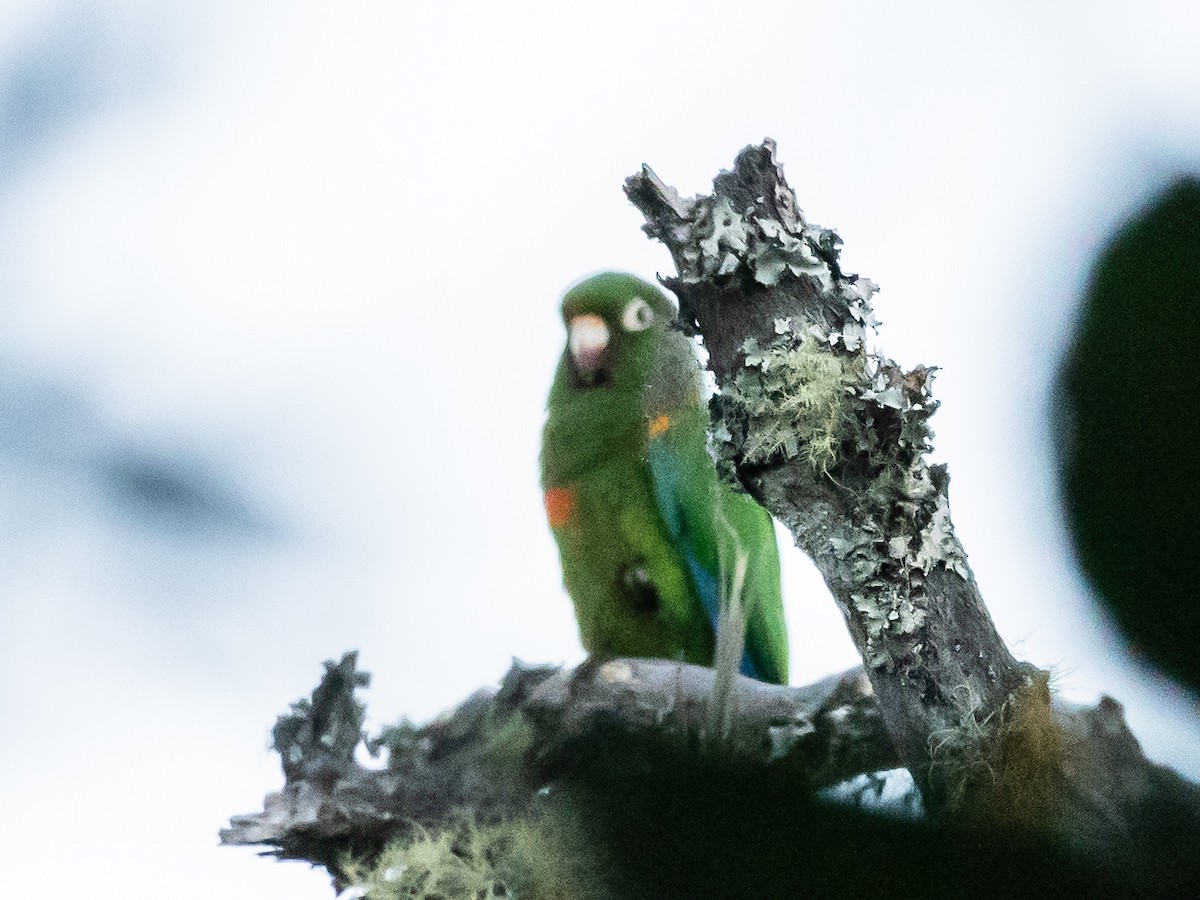 ミドリアカオウロコインコ - ML620709079