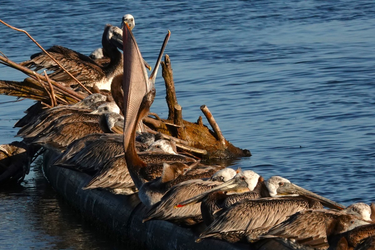 Brown Pelican - ML620709083