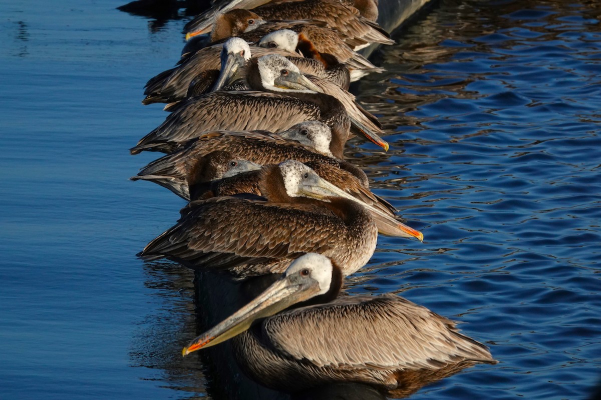 Brown Pelican - ML620709085