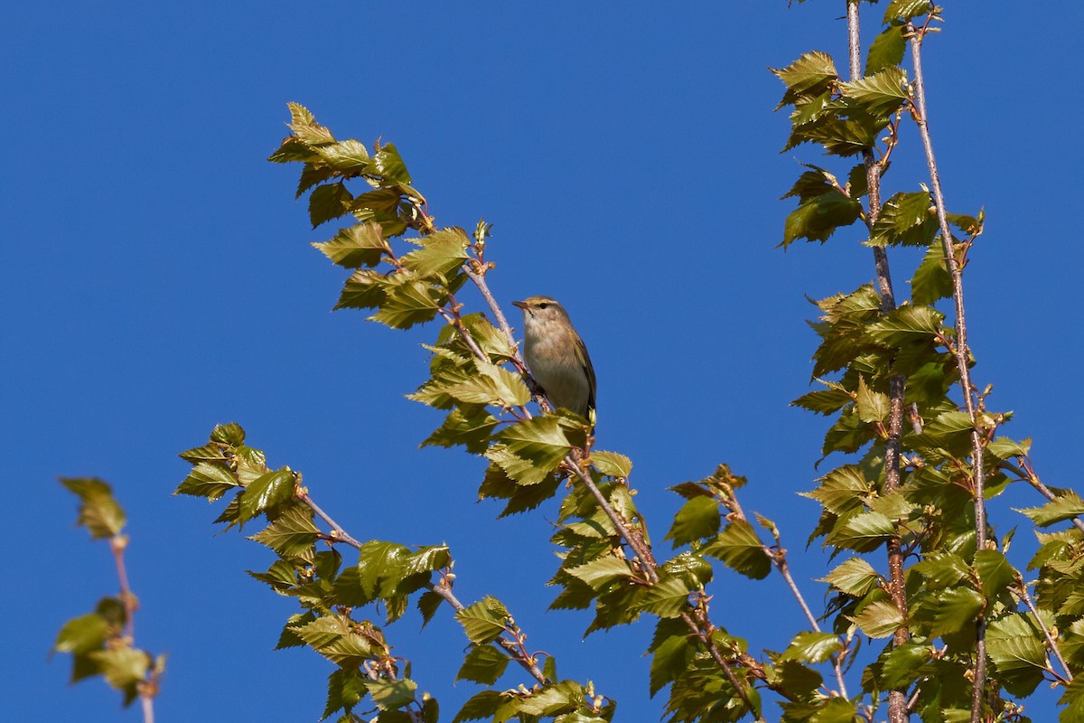 Willow Warbler - ML620709087