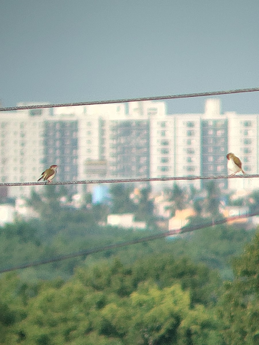 Common Tailorbird - ML620709118