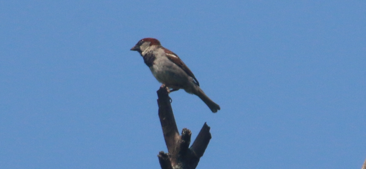 House Sparrow - ML620709120