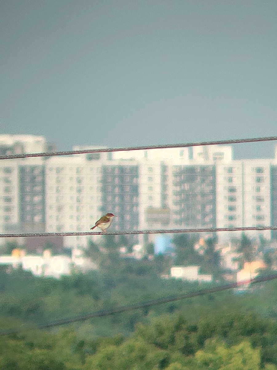 Common Tailorbird - ML620709121