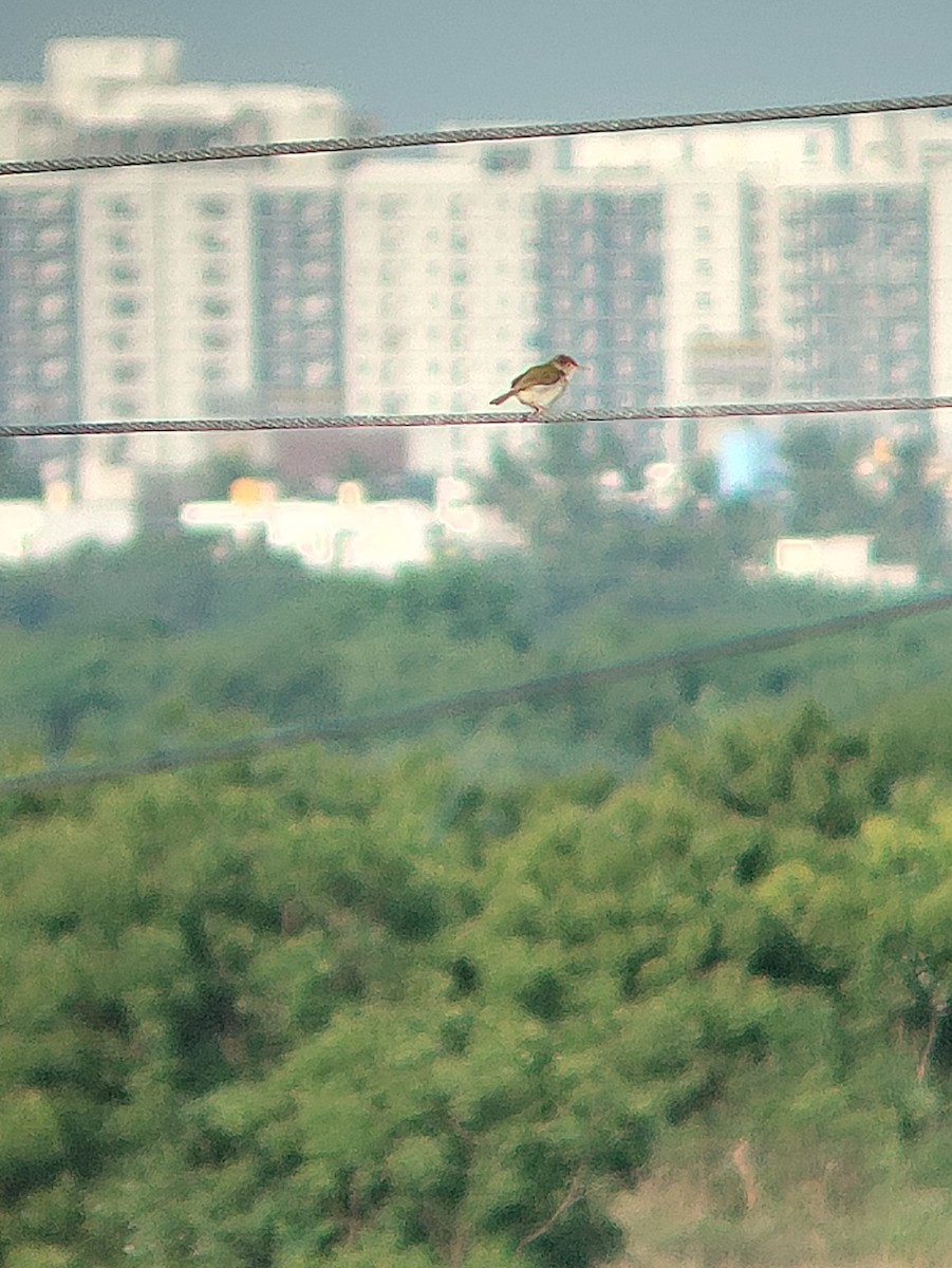 Common Tailorbird - ML620709122