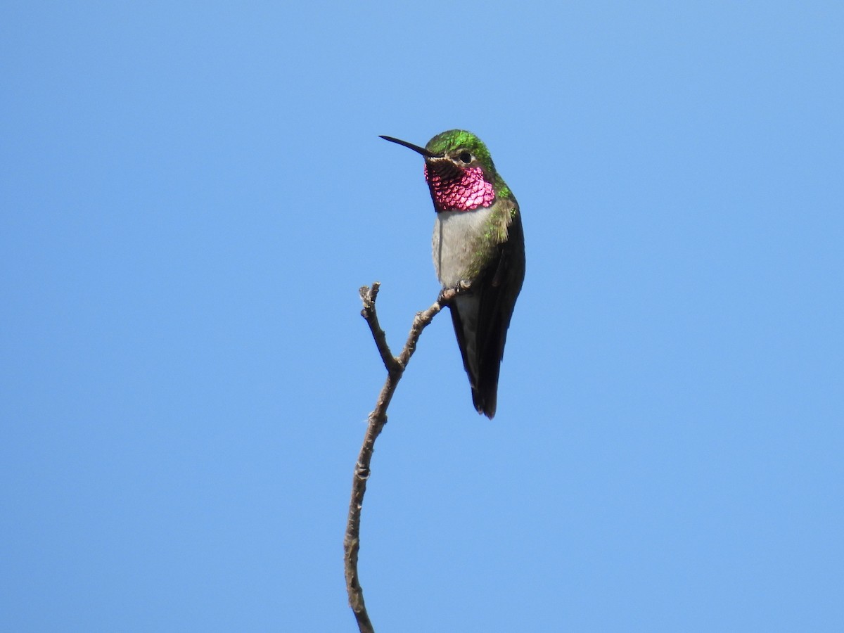 Broad-tailed Hummingbird - ML620709123