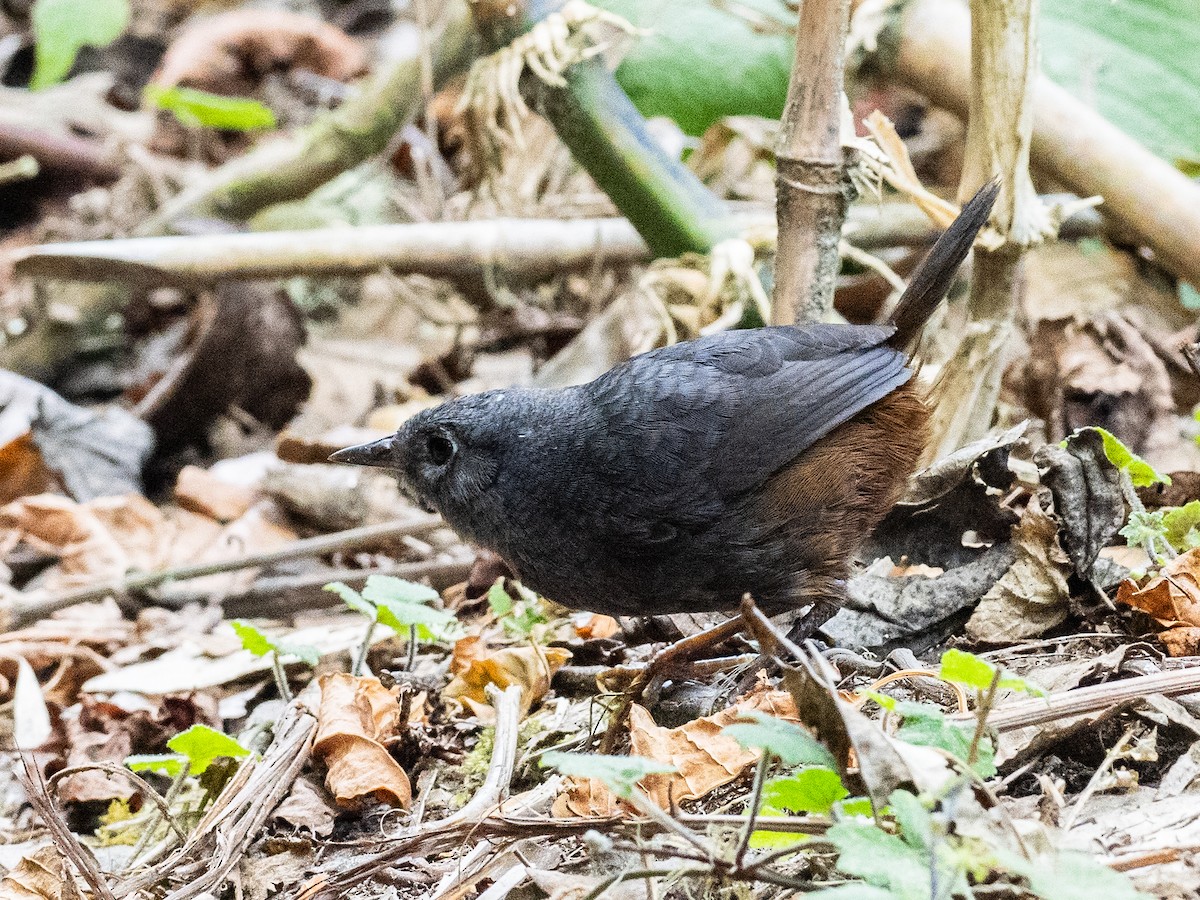 Brown-rumped Tapaculo - ML620709124