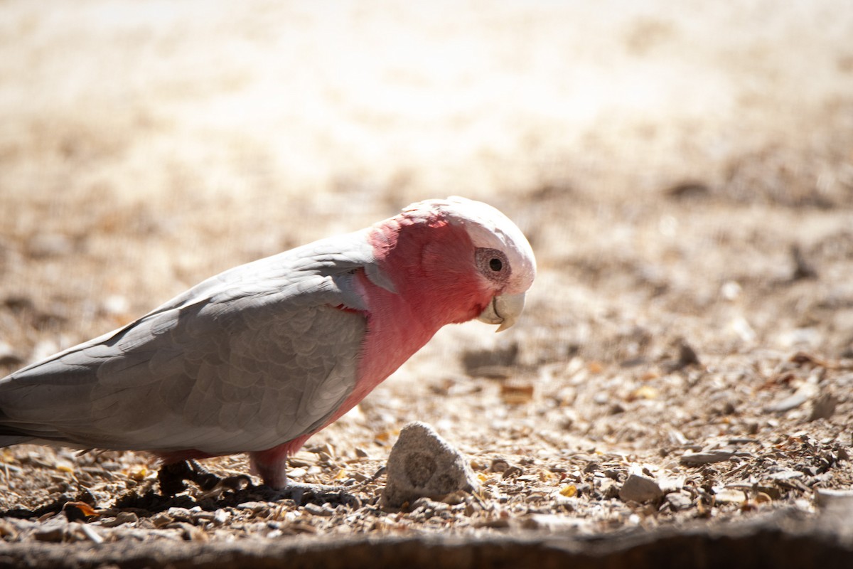 Cacatúa Galah - ML620709128