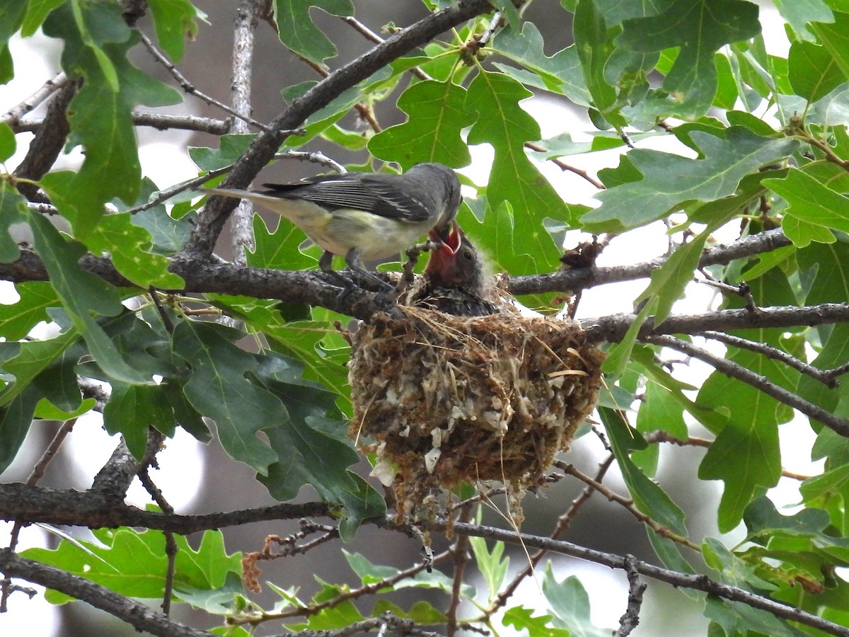 Plumbeous Vireo - ML620709130