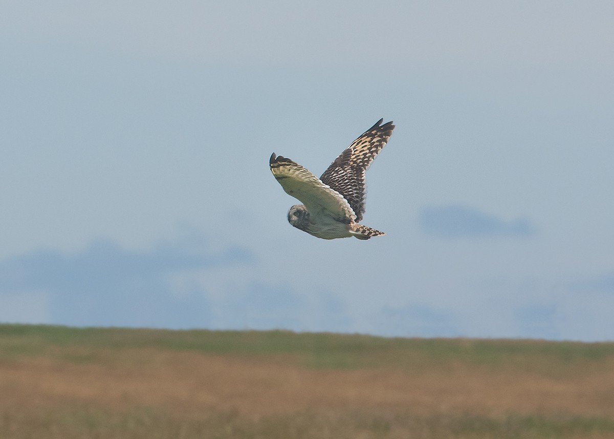 Short-eared Owl - ML620709131