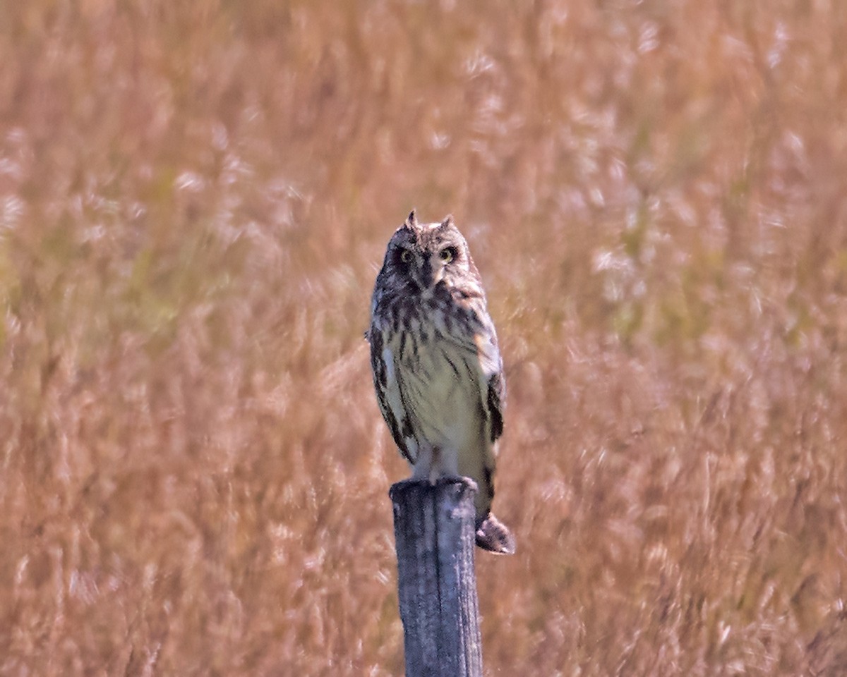 Short-eared Owl - ML620709132