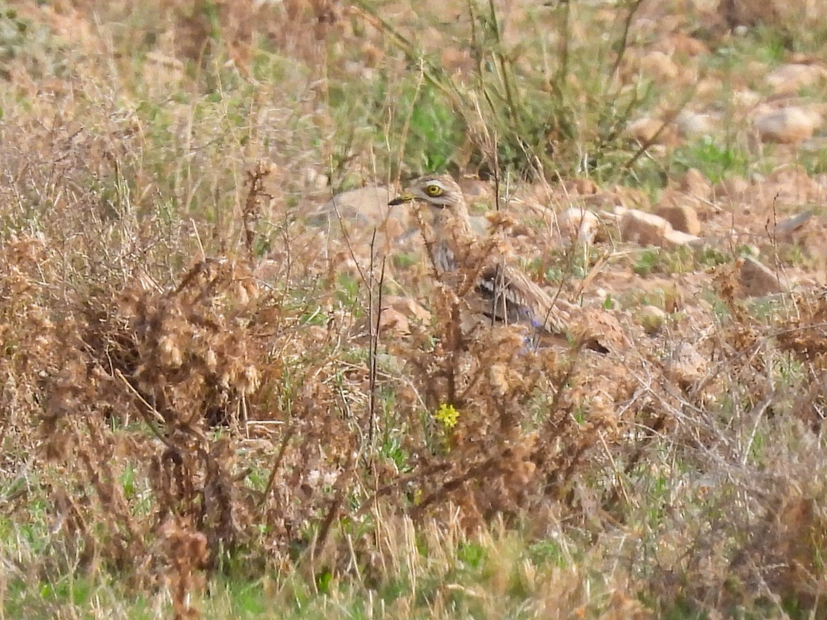 Eurasian Thick-knee - ML620709138