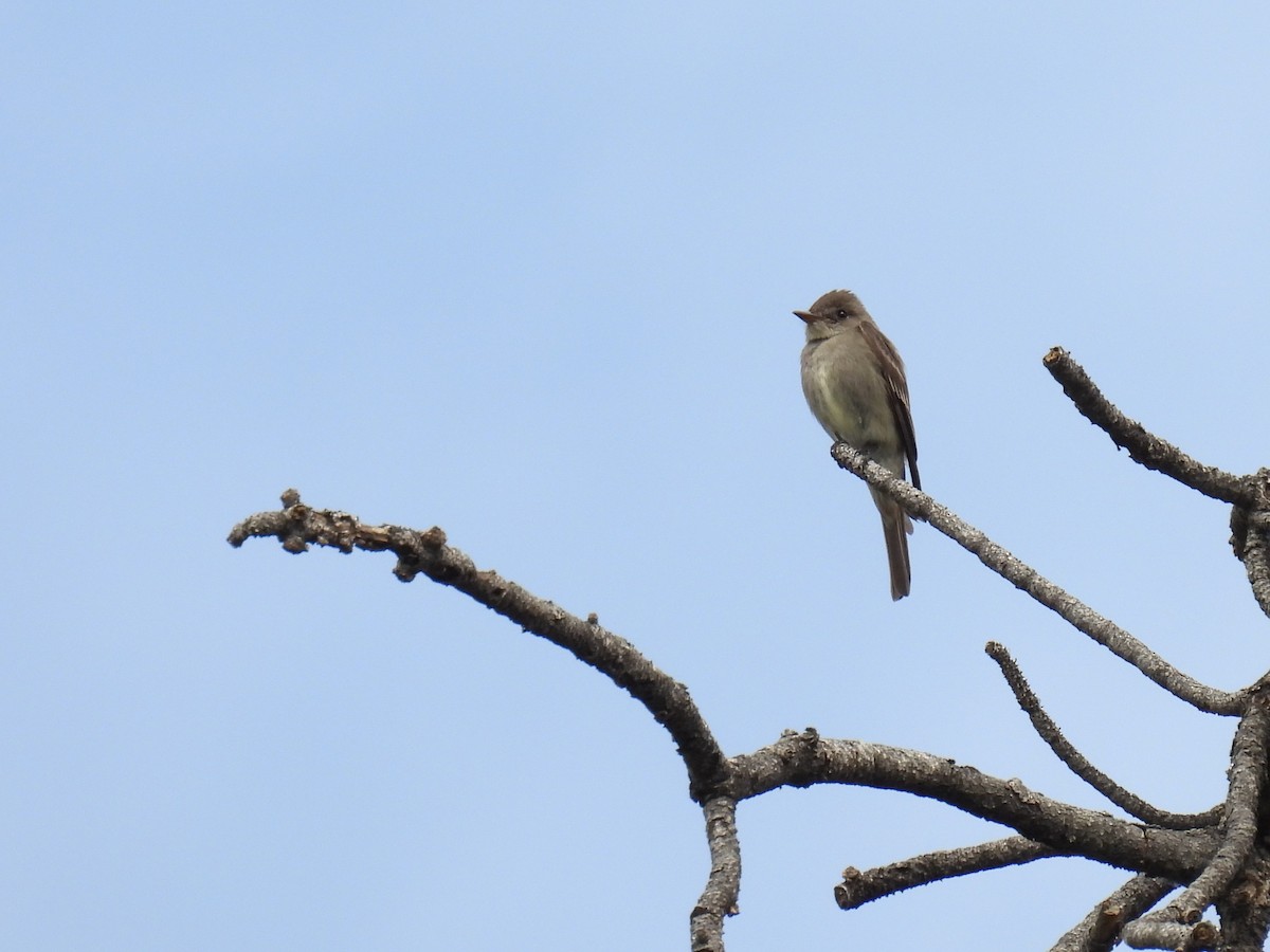 Western Wood-Pewee - ML620709139