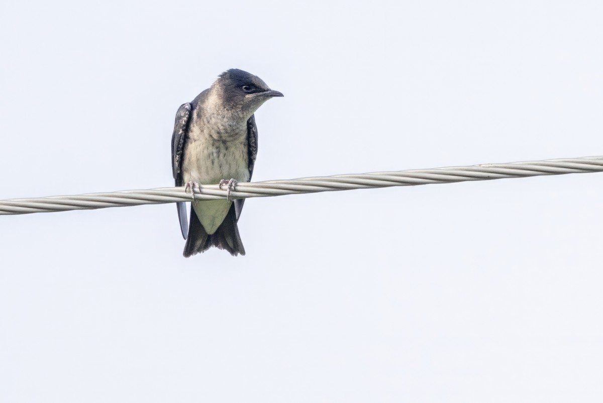 Purple Martin - ML620709140